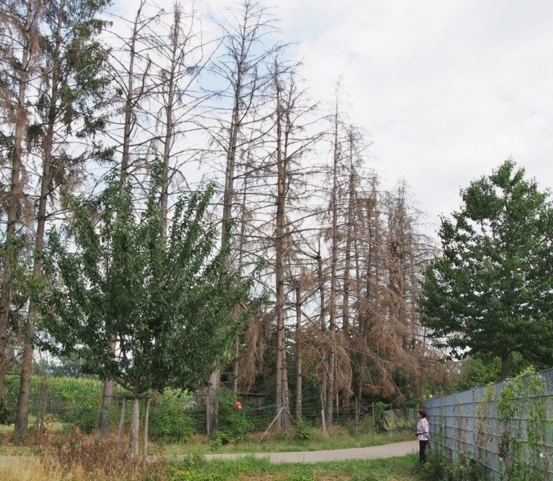  Verdorrte Fichten hinter dem SvO-Gelände - Foto Heiner Sigel