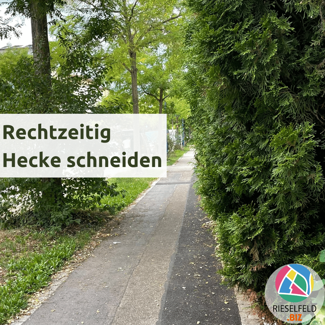 Rechtzeitig Hecke schneiden