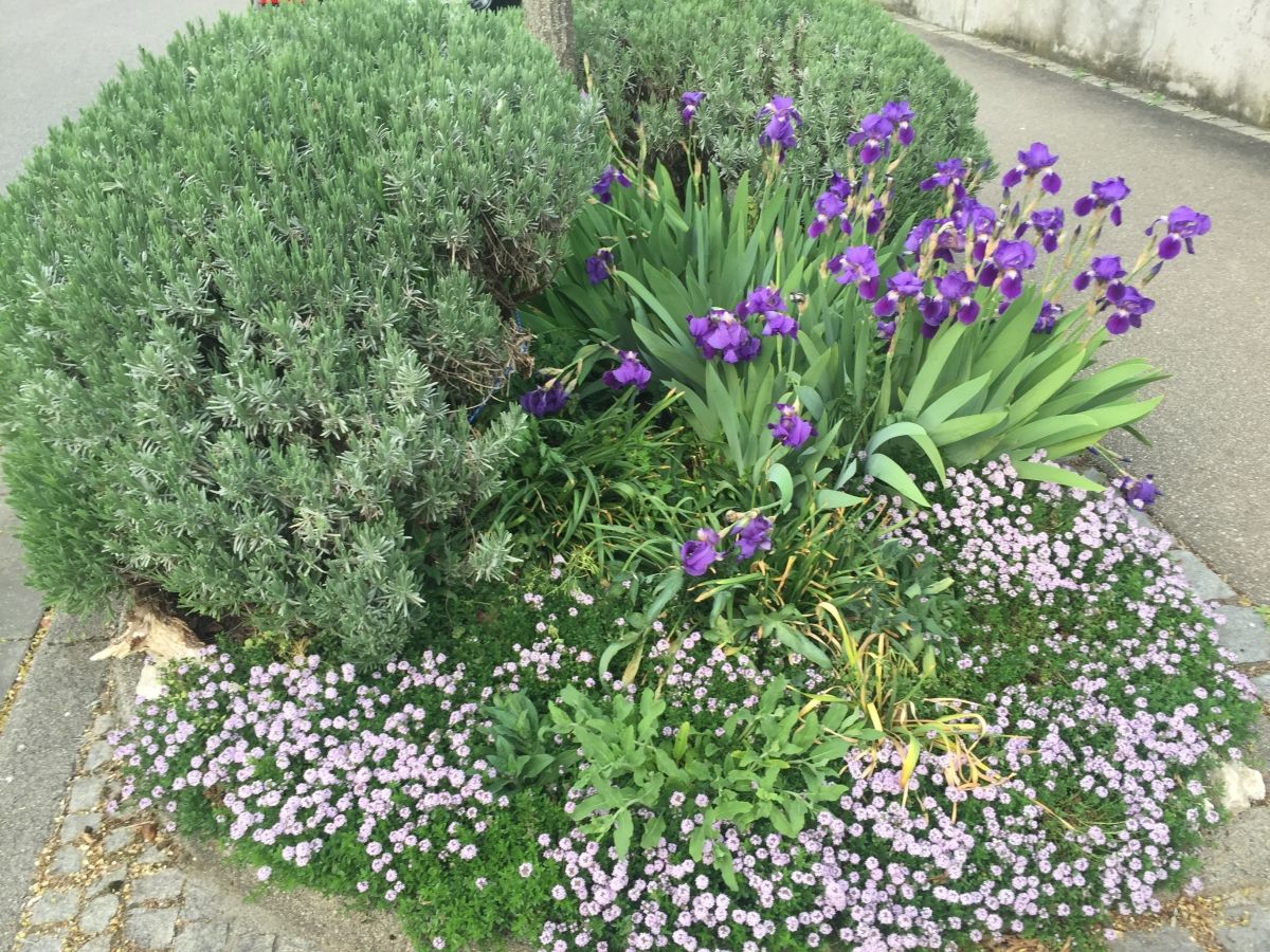 Baumscheibe Rieselfeld