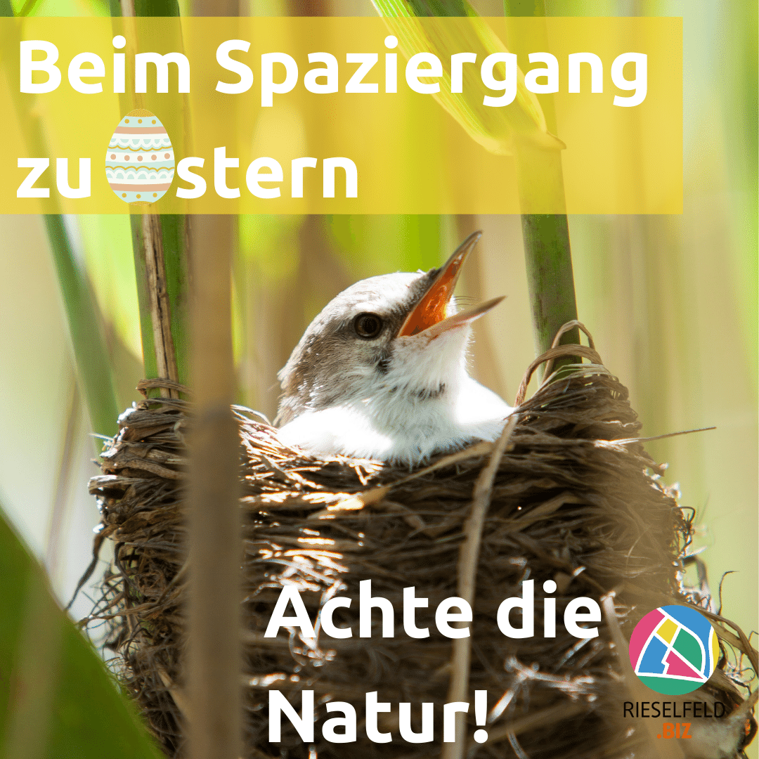 Vogel im Nest