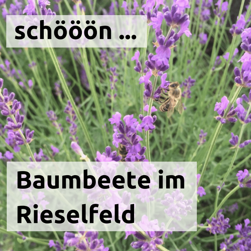 Schööön ... Baumbeete im Rieselfeld