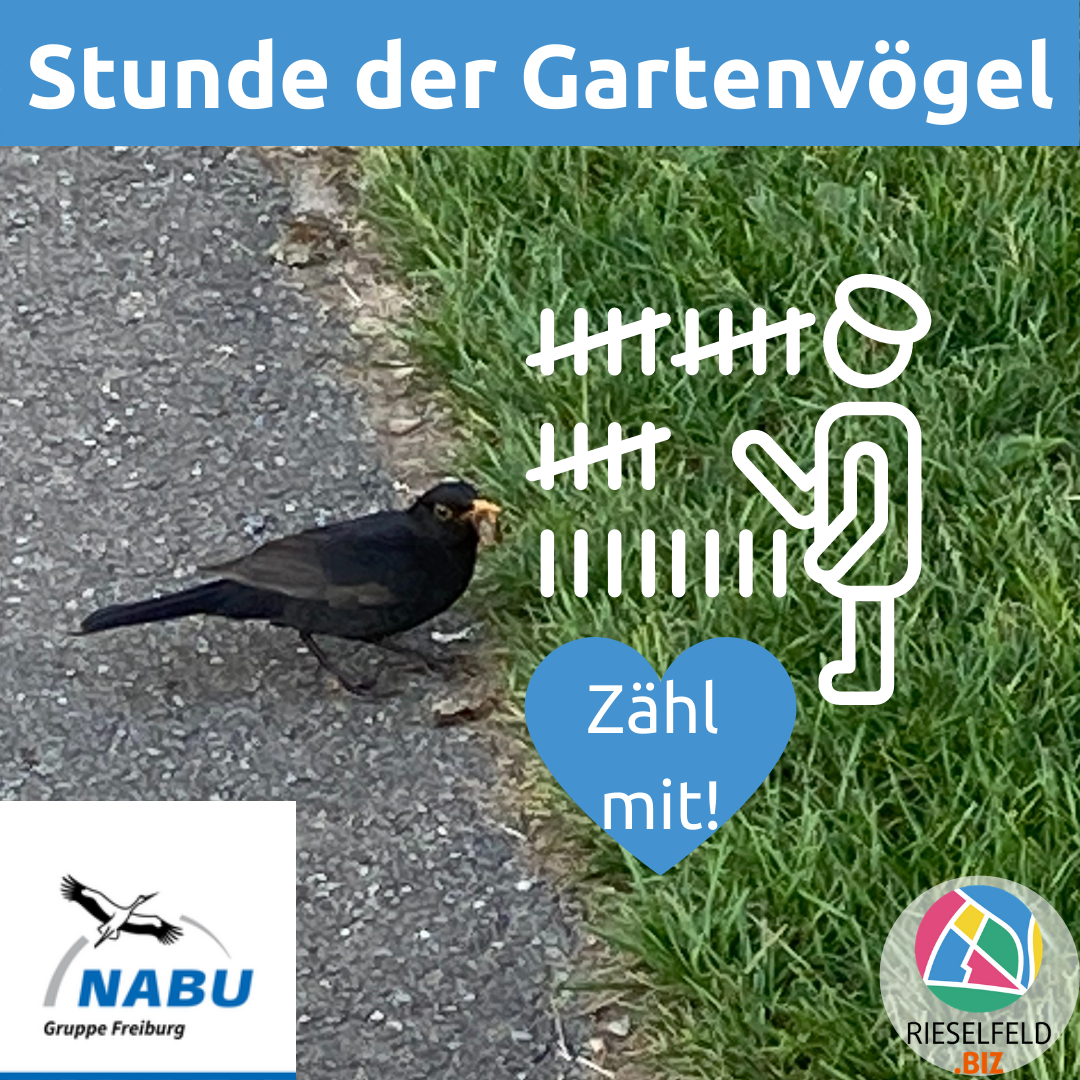 Vogel im Rieselfeld