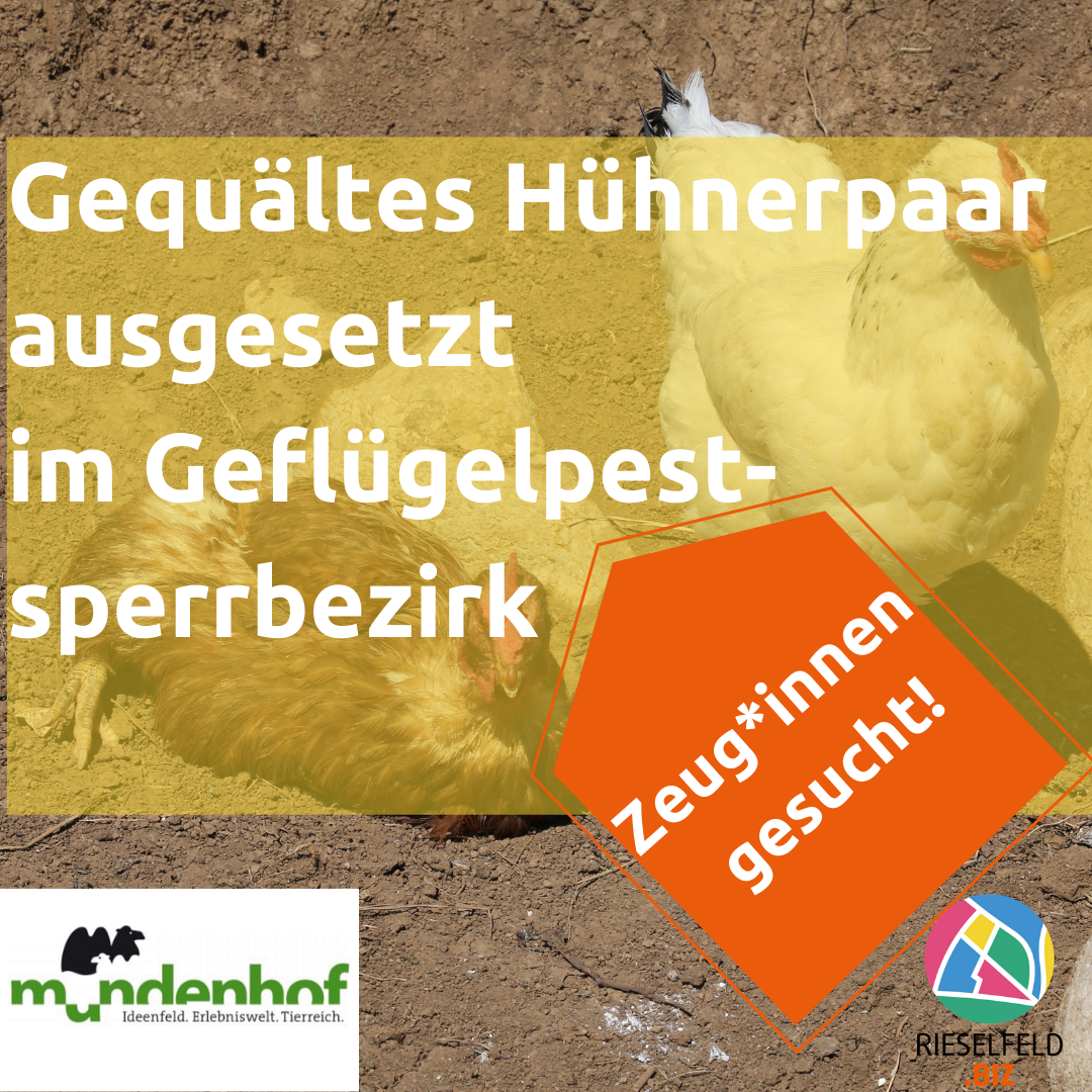 Gequältes Hühnerpaar ausgesetzt im Geflügelpestsperrbezirk