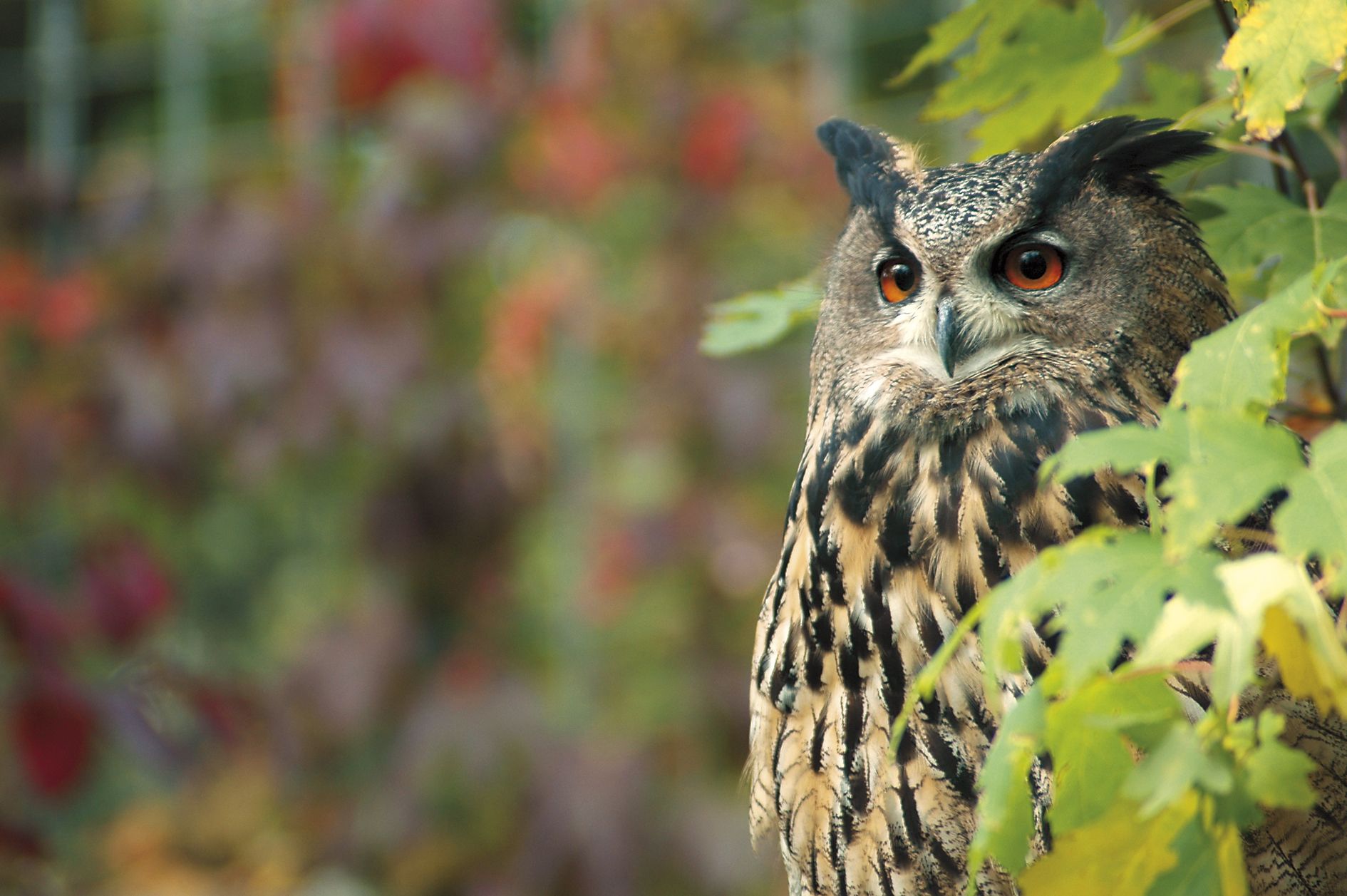 Uhu Mundenhof Freiburg