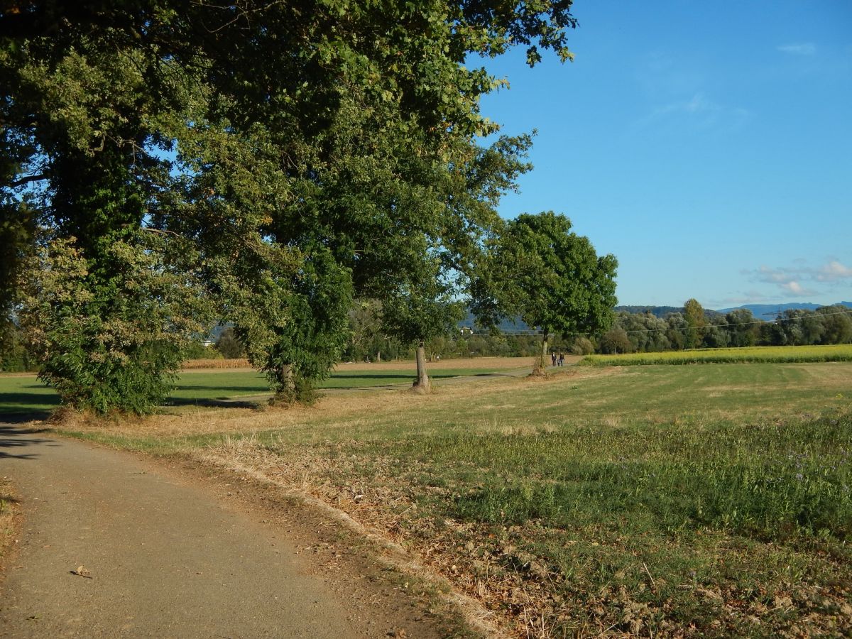 161015 58659kl Dietenbach Mitte Foto GL.privat 1200