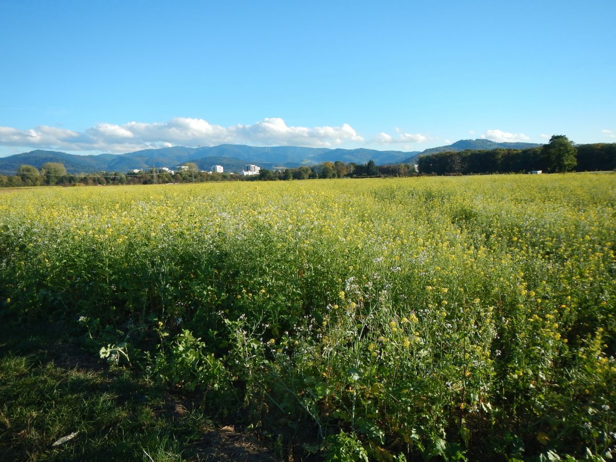 161015 58673kl Dietenbach Mitte Foto GL.privat 1200