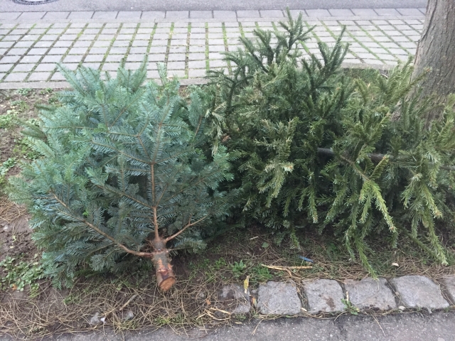 Weihnachtsbaum Abholung Rieselfeld 1