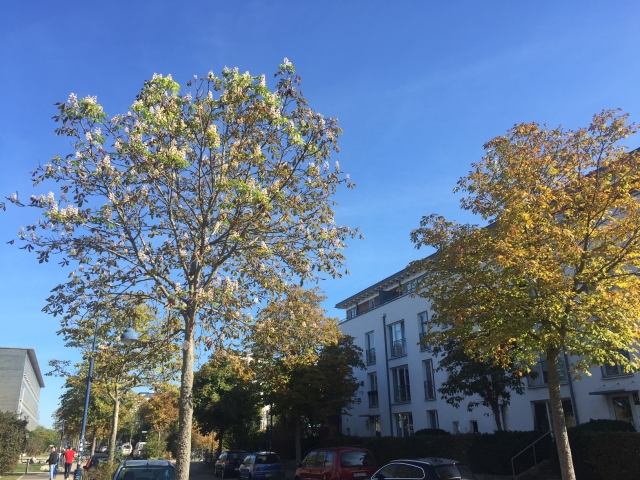 Rieselfeld Kastanie Miniermotte Copyright RieselfeldBIZ