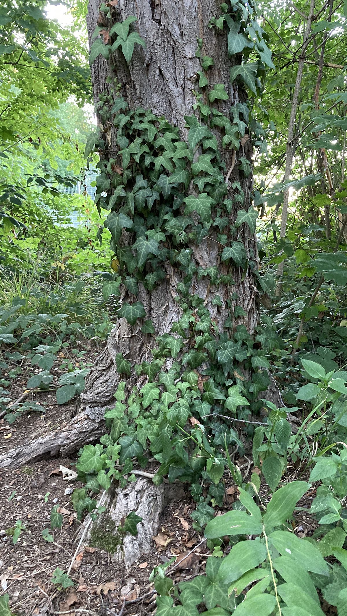 Baum mit Efeu im Rieselfeld