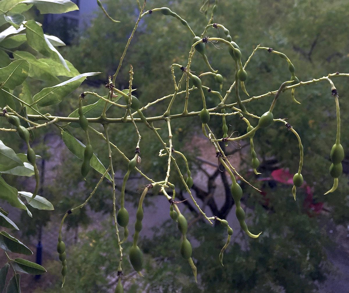japanischer Schnurbaum