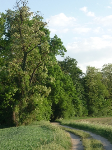 Baum im wandel der jahreszeiten Dietenbach