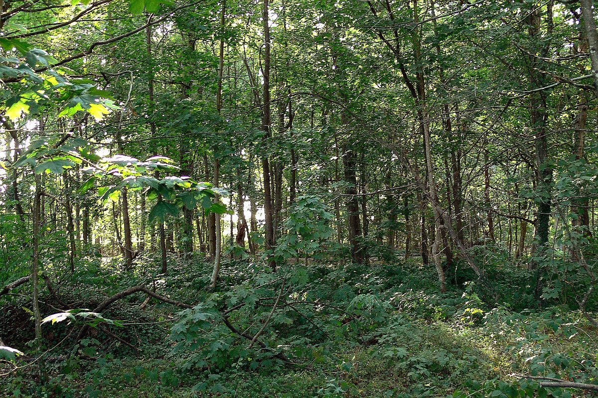 P1100594 Langmatten Waeldchen JR 190919 Innen PS 1200