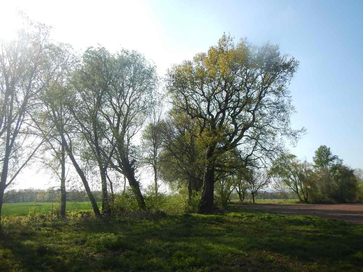 Dietenbachaue Foto Georg Löser2