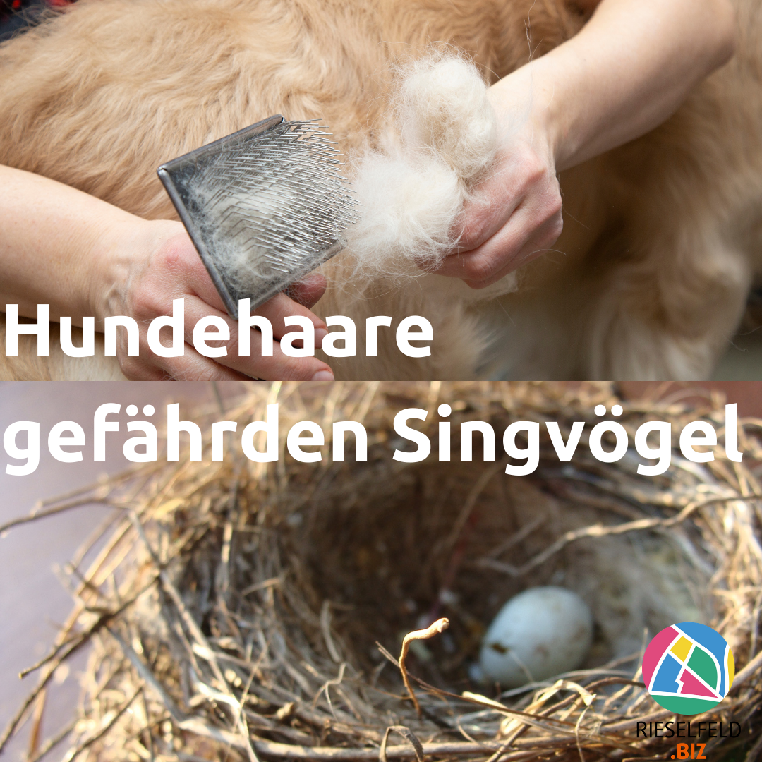 Bild von Hundehaaren und Vogelnest