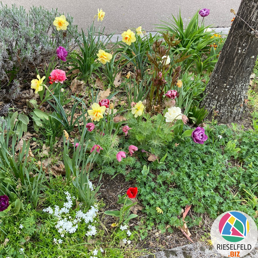 Baumbeet Rieselfeld Carl von Ossietsky Straße Copyright Gabi Obi