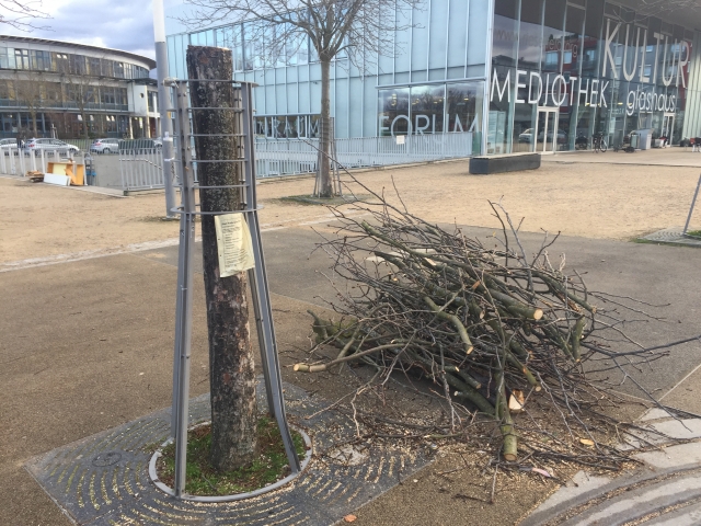 Baumfällung Maria von Rudloff Platz 2020 5