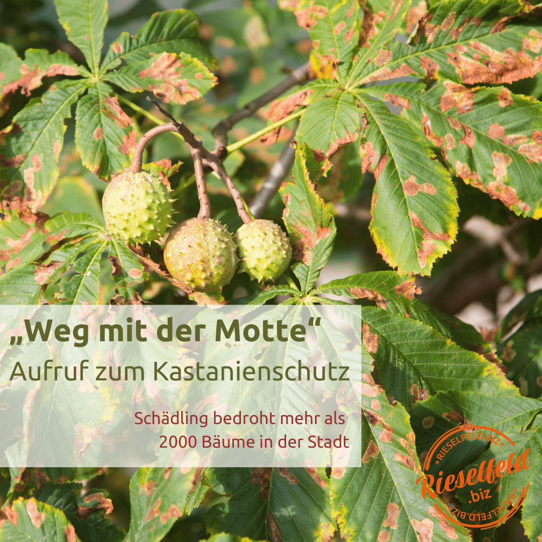 Befallene Blätter der Kastanie