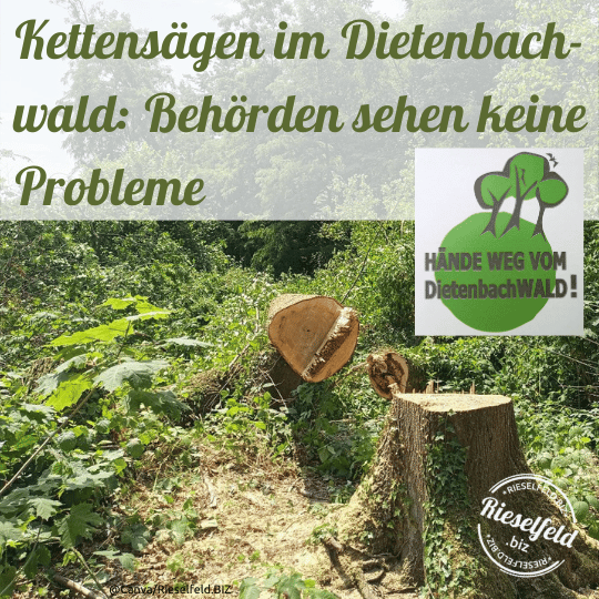 Gefällter Baum