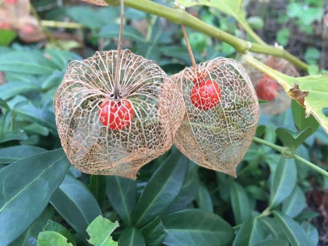 Rieselfeld Foto Copyright Gabi Obi 1