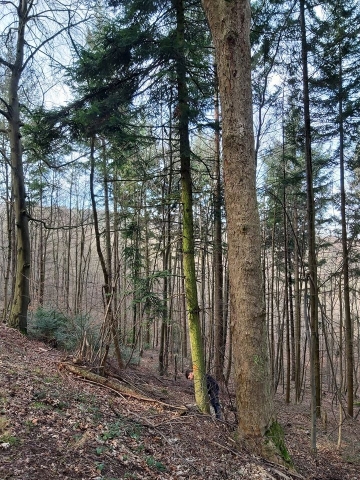 friburger hölle leue narrenbaum2020