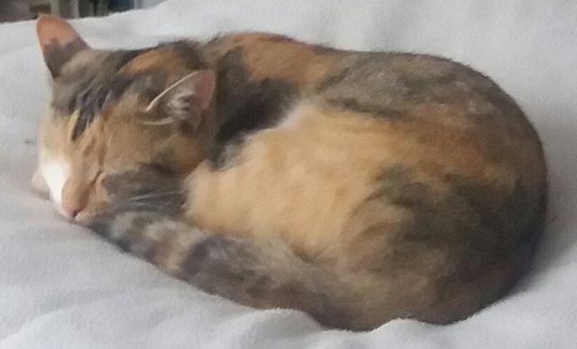 Fundkatze2016 08 18 web