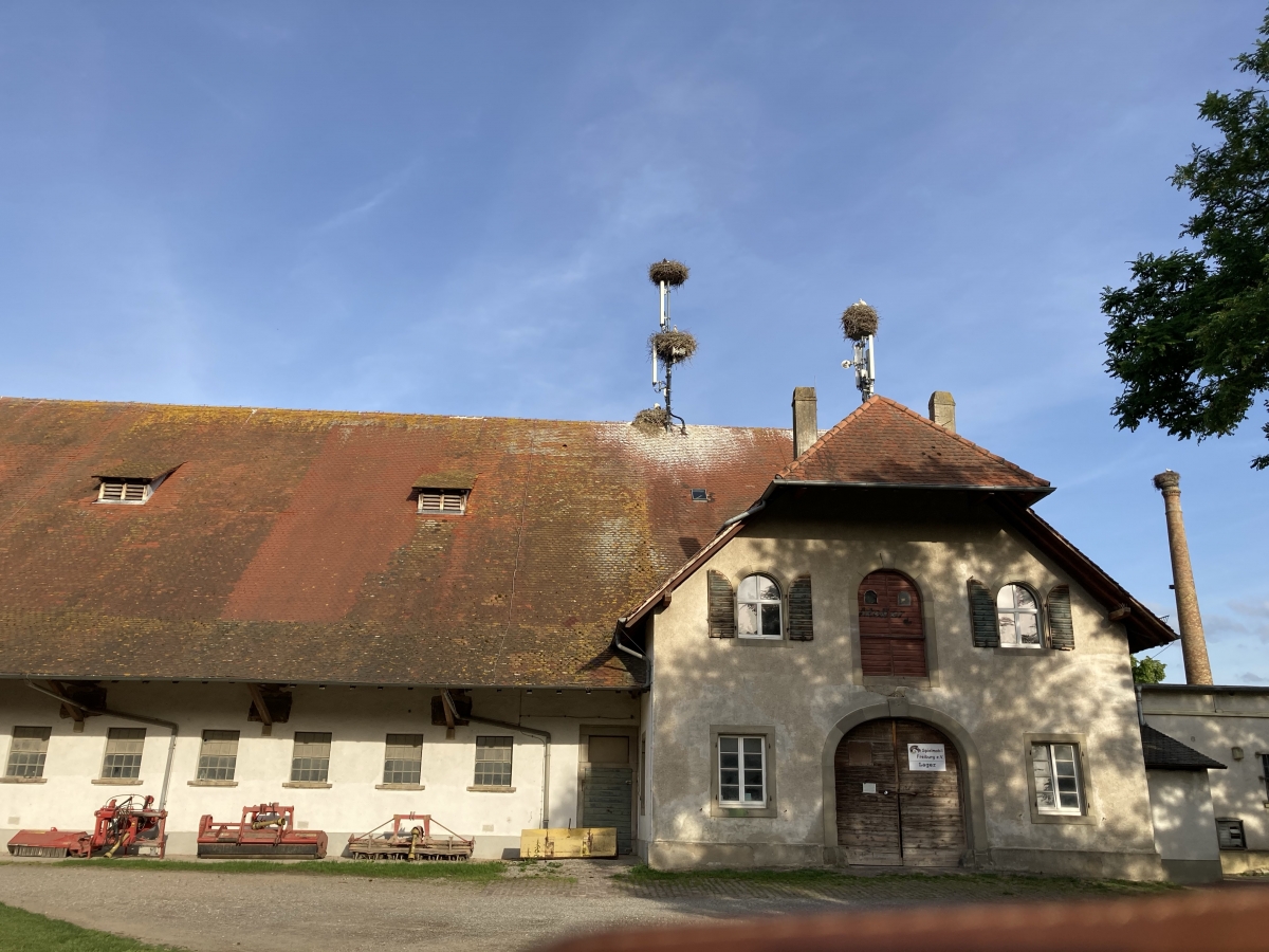 Störche auf dem Mundenhof Copyright Gabi Obi 4