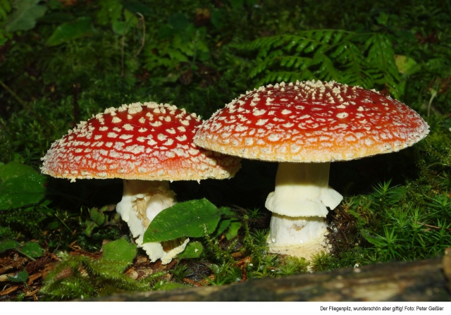 06 09 Bild Pilzberatung Fliegenpilz von P Geißler