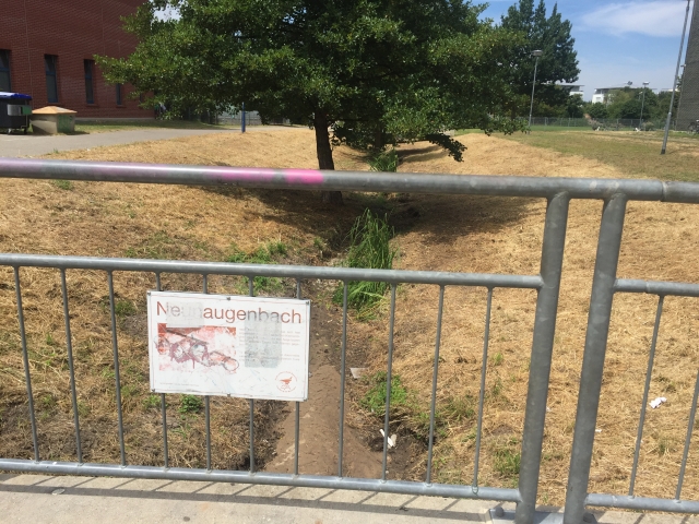 Neunaugenbach Rieselfeld Juli 2019 2 2