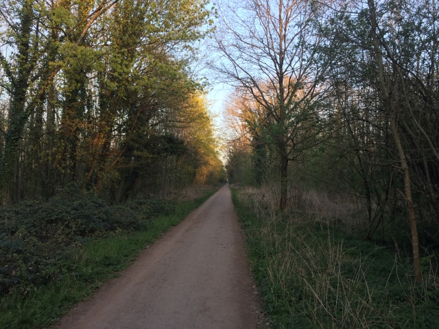 Wald Rieselfeld copyright Gabi Obi