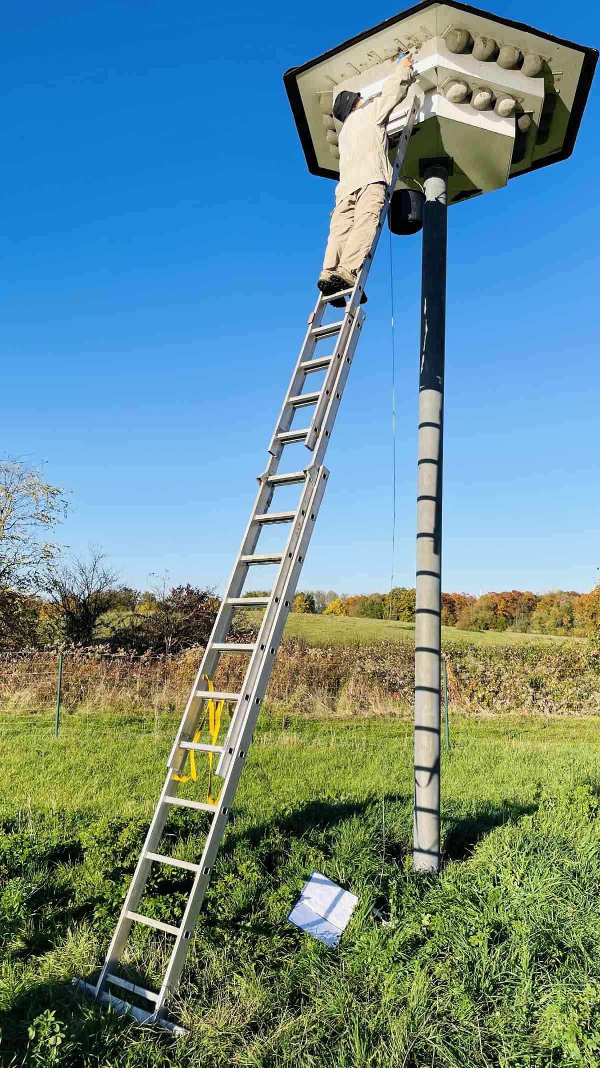 Auf der langen Leiter am Schwalbenhaus im Rieselfeld