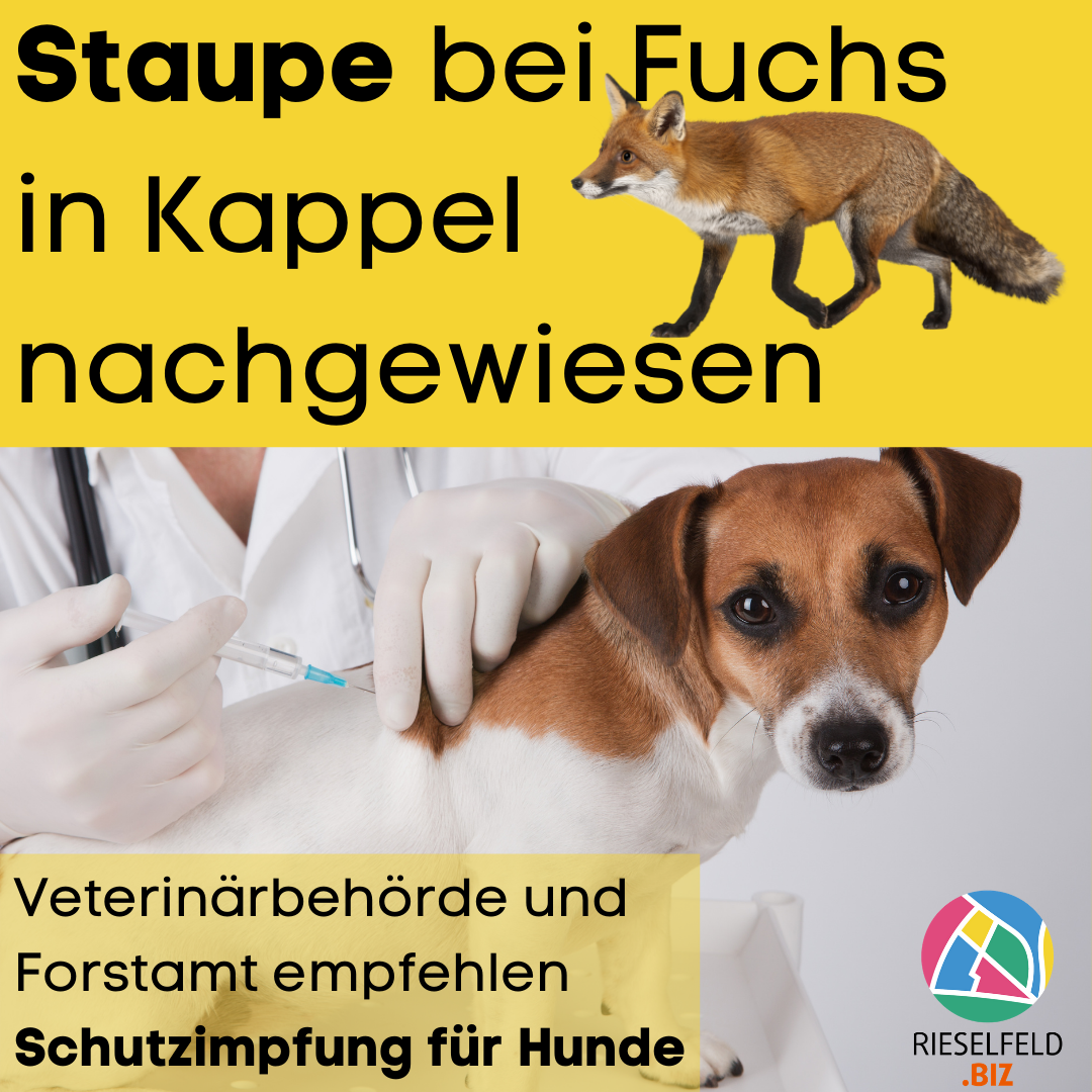 Staupe bei Fuchs in Kappel nachgewiesenStaupe bei Fuchs in Kappel nachgewiesenStaupe bei Fuchs in Kappel nachgewiesen