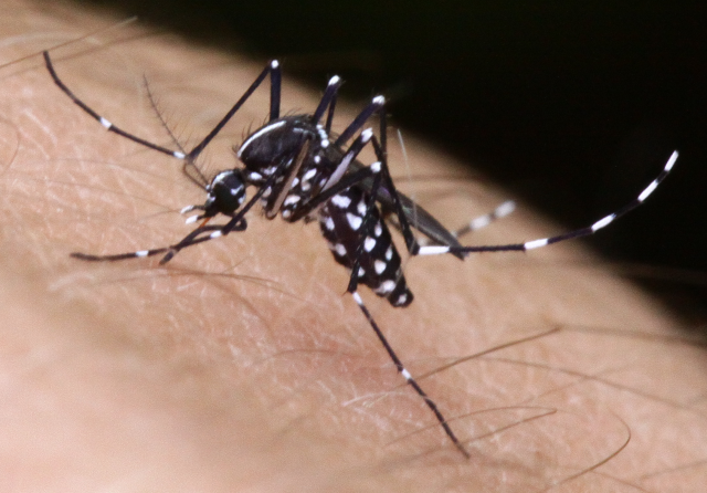 tigerfinal2 PluskotaIfD 640