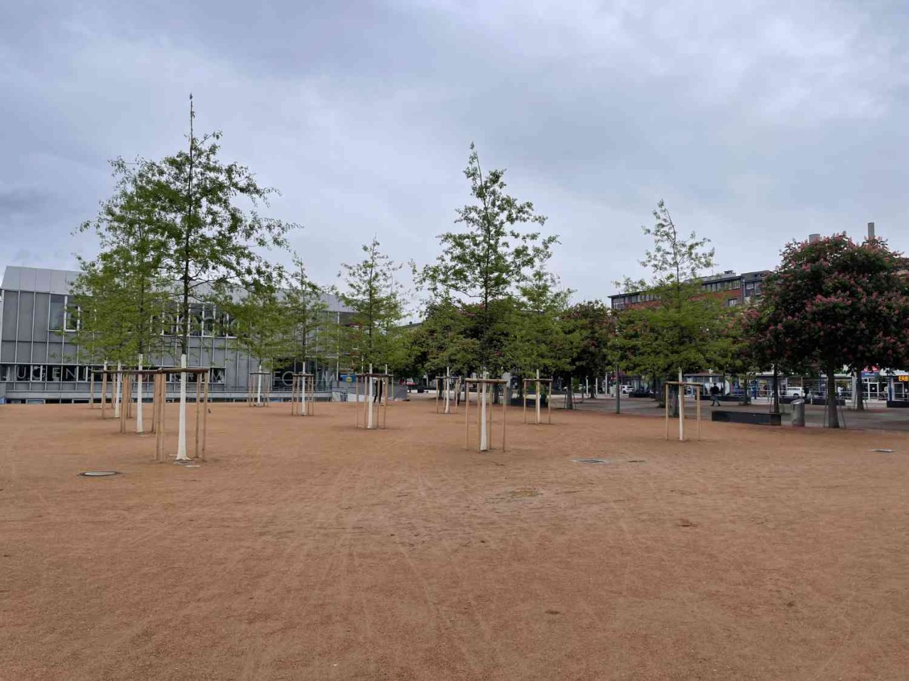 Bäume auf dem Maria-von-Rudloff-Platz wachsen bisher gut an