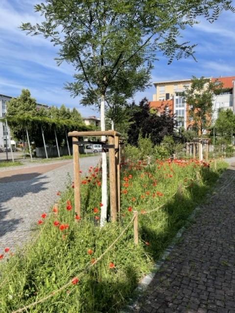 Blütenpracht auf dem Mathilde-Otto-Platz