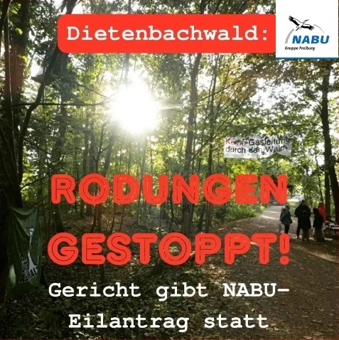 Gericht stoppt geplante Baumfällungen
