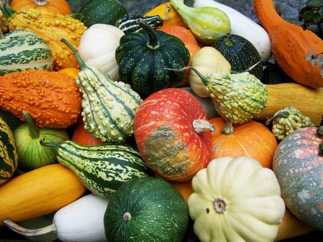 Marktladen-Journal: Ausgabe Oktober 2026