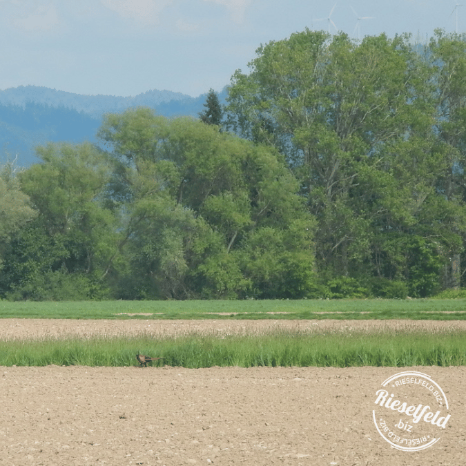 Landschaftsbild Dietenbach