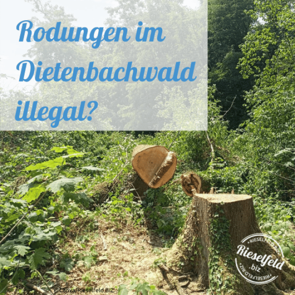 Illegale Baumfällungen während der Brutsaison – bald mit großflächigerer Rodung zu rechnen? 