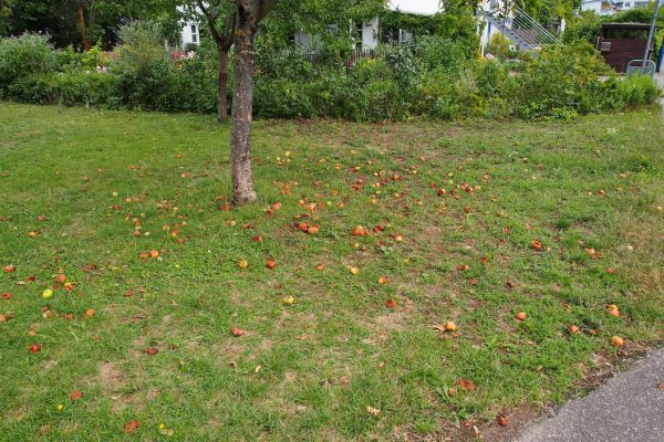 Fallobst auf Wiese unter Baum
