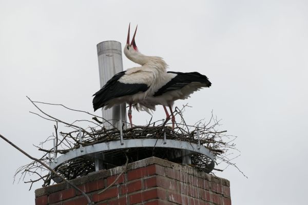 Storch im Nest auf dem Mundenhof