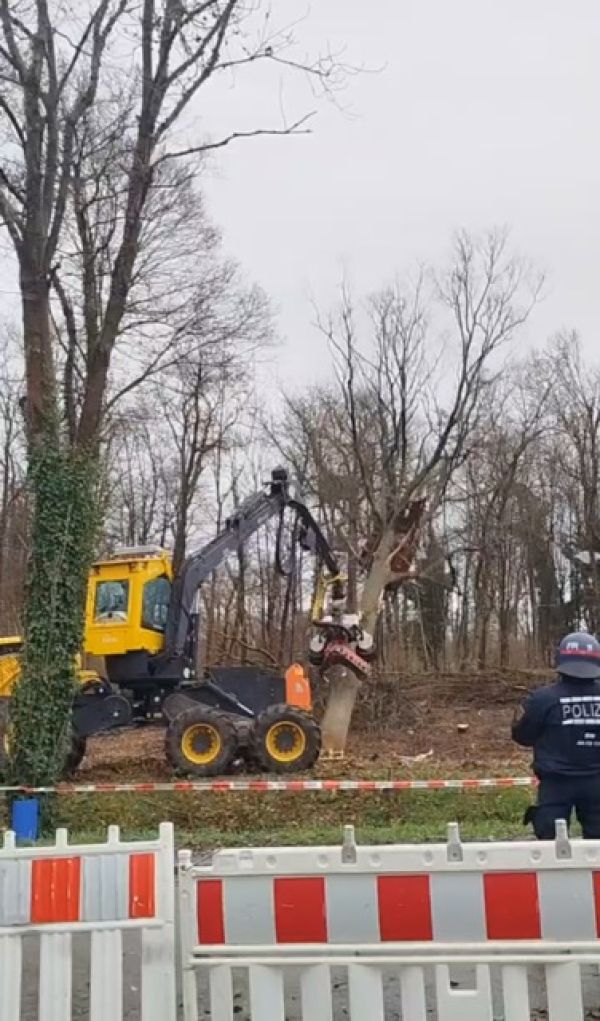 Baumfällarbeiten am Langenmattenwäldchen