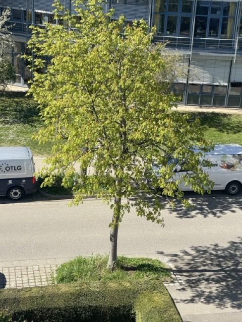 Baum in der Johanna-Kohlund-Straße