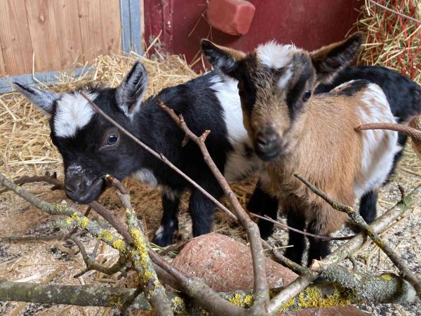 Ziegen im Stall