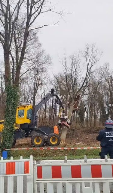 Baumfällarbeiten am Langenmattenwäldchen