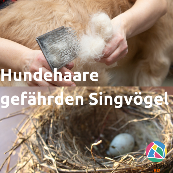 Bild von Hundehaaren und Vogelnest