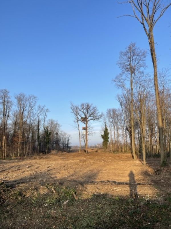 Der letzte Baum im Rodungsgebiet