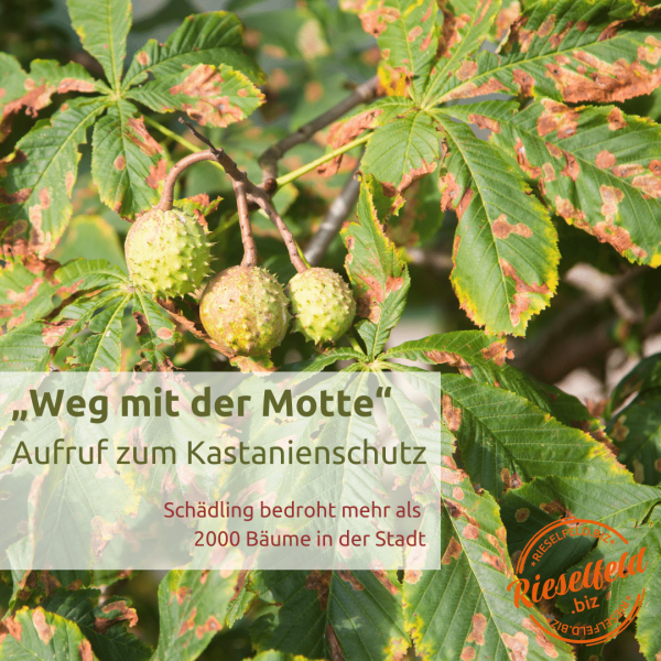 Befallene Blätter der Kastanie