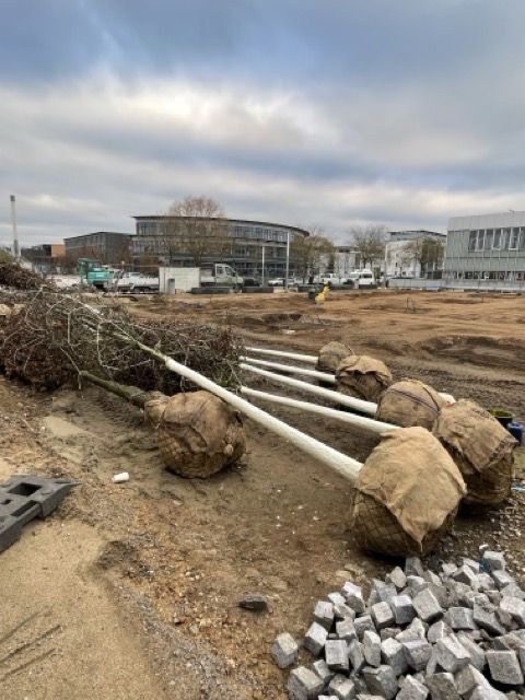 neue Bäume auf dem Maria-von-Rudloff-Platz