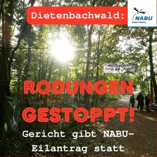 Gericht stoppt geplante Baumfällungen