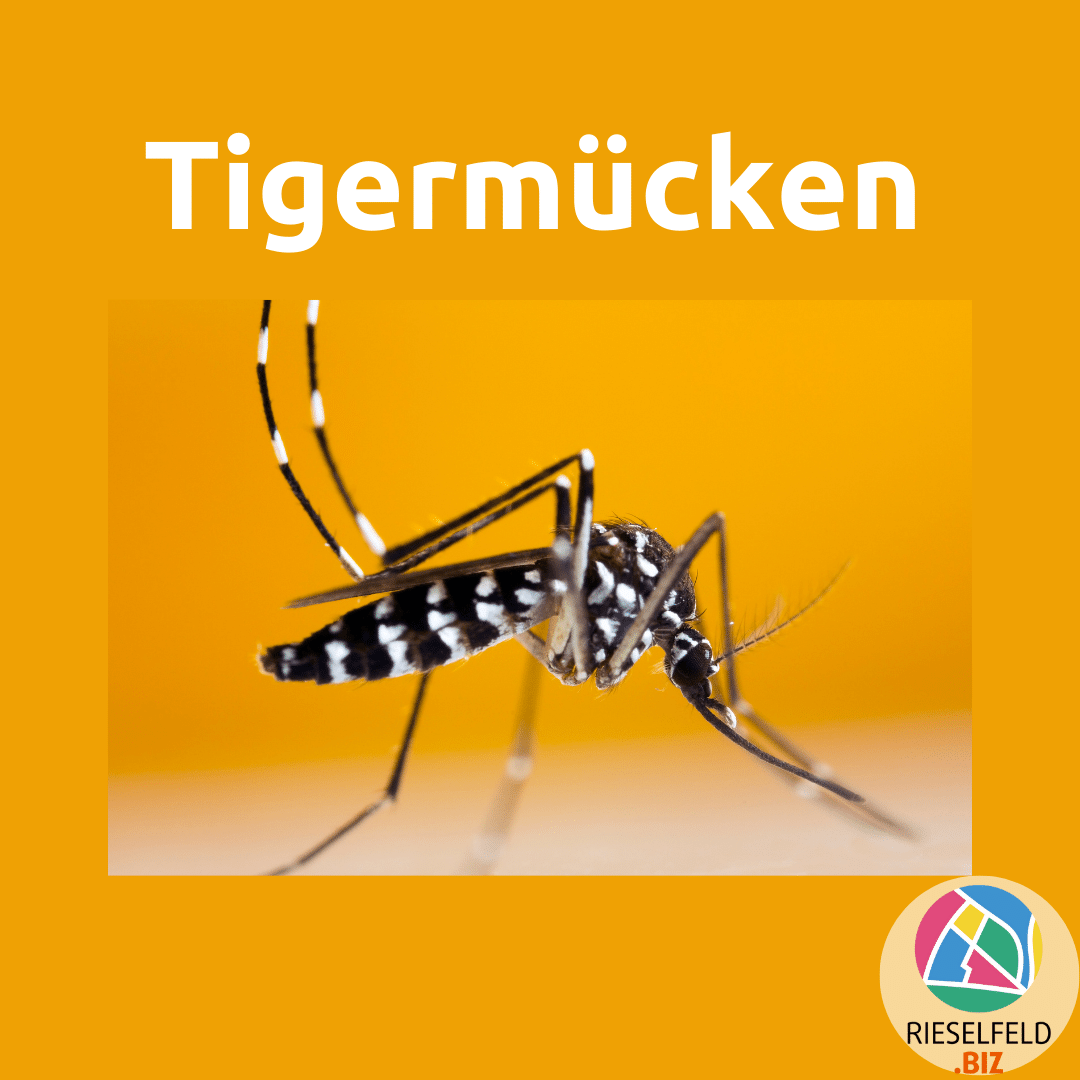 Die Asiatische Tigermücke (Aedes albopictus)